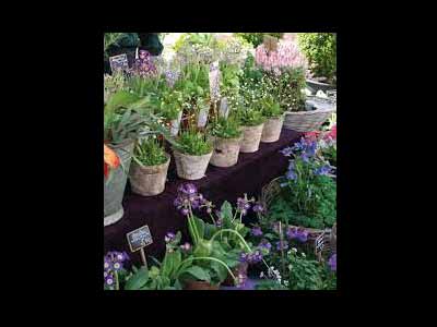 Blumen und Floristik Mildenberger