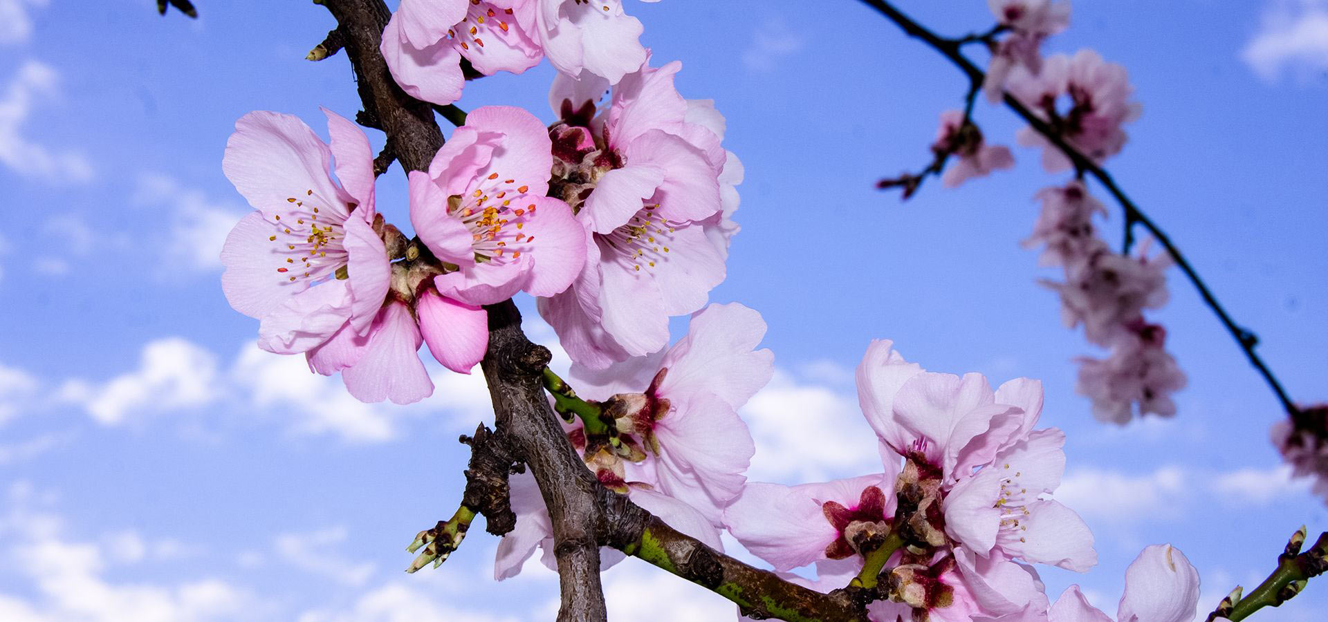 Mandelallee an der Villastraße