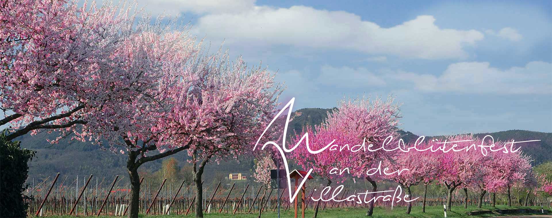 Mandelblütenfest an der Mandelallee