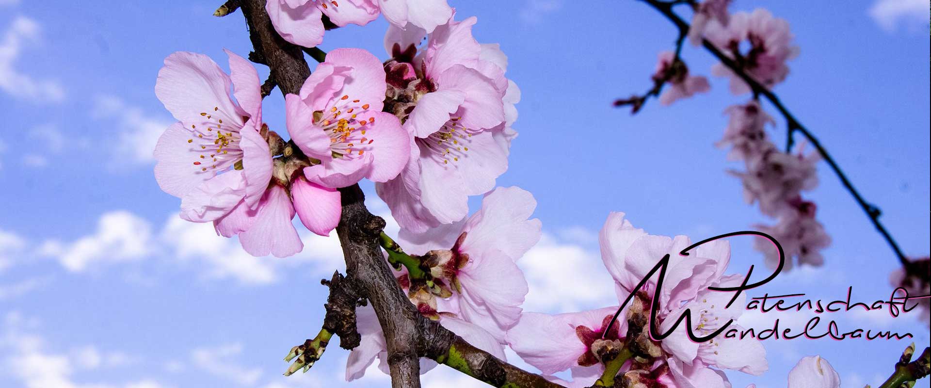 Patenschaft Mandelbaum