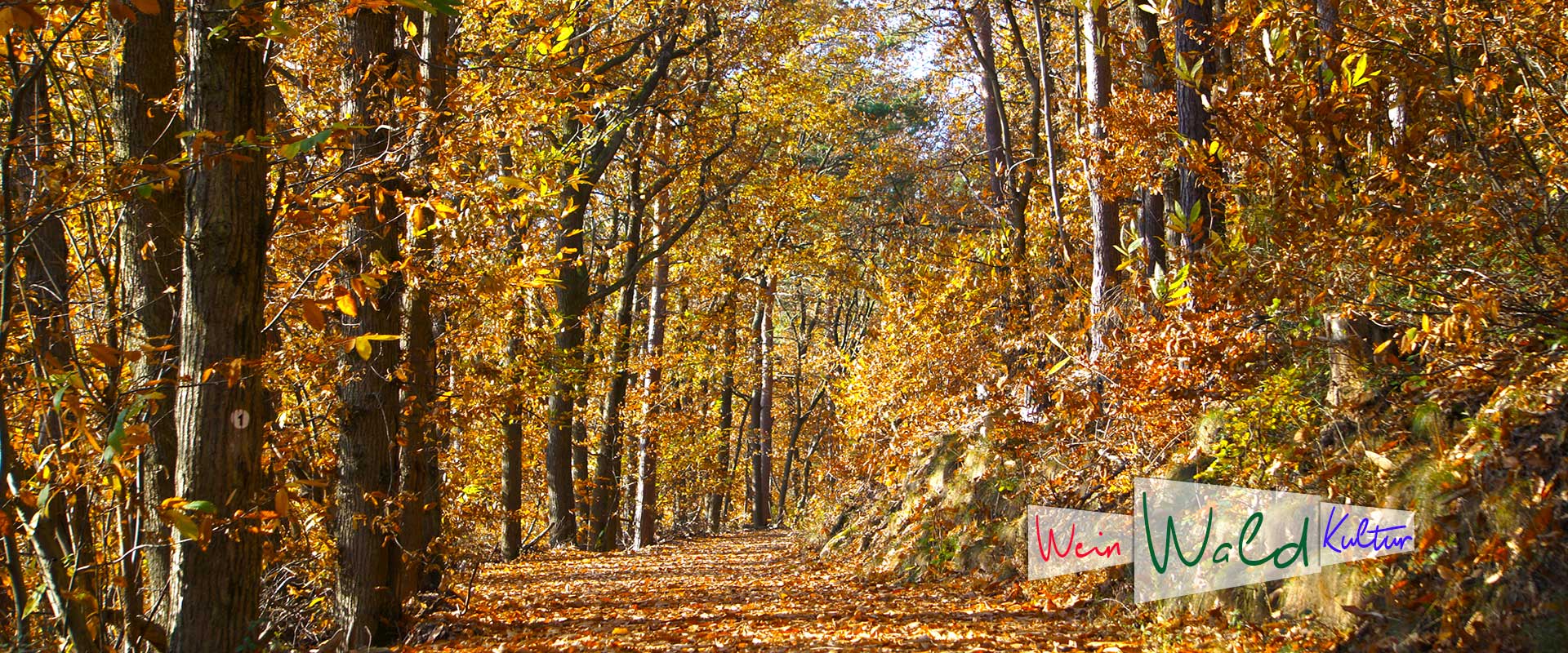 Waldweg